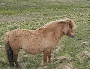 Mare Prints: Horse, Shetland Pony, mare, pregnant