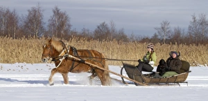 Equids Prints: Horse sledding in snow, women with dog in sled, Finland, march