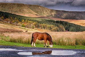Equids Prints: Horse, Welsh Mountain Pony, adult
