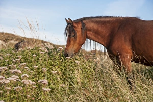Horse, Welsh Pony, adult, feeding, used for conservation grazing to control unwanted vegetation after rabbit numbers