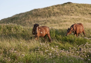 Horse, Welsh Pony, two adults, feeding, used for conservation grazing to control unwanted vegetation after rabbit