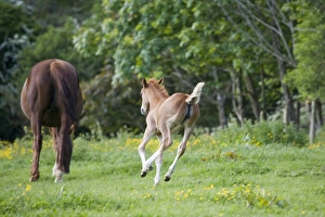 Horse Prints: Horse, young foal, running towards mare in paddock, Oxfordshire, England, may