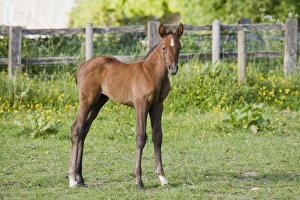 Horse Prints: Horse, young foal, standing in paddock, Oxfordshire, England, may
