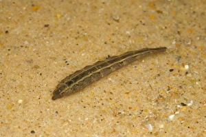 Shallows Prints: Horsefly (Tabanus sp. ) larva, in shallow water, Norfolk, England, September (controlled)