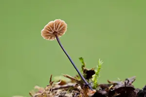 Body Prints: Horsehair Parachute (Marasmius androsaceus) fruiting body