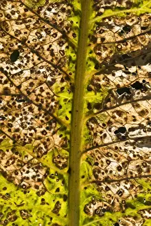 Details Prints: Horseradish (Armoracia rusticana) close-up of backlit leaf, Dorset, England, october