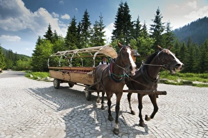 Eastern Europe Prints: Horses pulling carriage for tourists in mountains