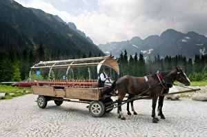 Horses pulling carriage for tourists in mountains, Tatra Mountains, Western Carpathians, Poland, June
