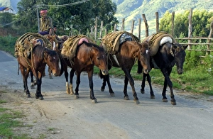Equids Prints: Horses used for carrying harvested crop, Vattavada, Western Ghats, Kerala, India