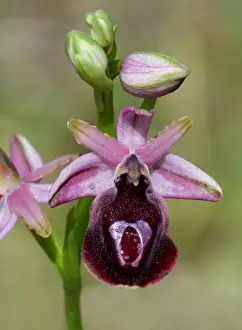 Horseshoe Orchid (Ophrys ferrum-equinum) close-up of flower and buds, Peloponesos, Southern Greece, april