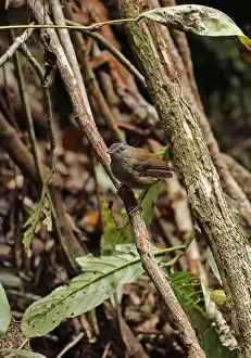 Pellorneidae Prints: Horsfields Babbler (Malacocincla sepiaria barussana) adult