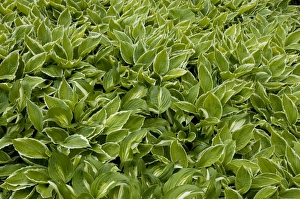 Liliaceae Prints: Hosta (Hosta sp. ) leaves, group growing in garden, Norfolk, England, may