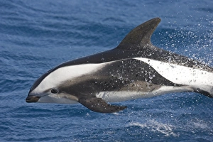 Hourglass Dolphin (Lagenorhynchus cruciger) adult, porpoising from sea, South Atlantic Ocean, South Georgia