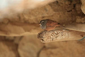 Maghreb Prints: House Bunting (Emberiza sahari) adult male, perched on beam, Morocco, November