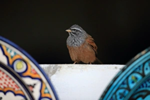 House Bunting (Emberiza sahari) adult male, perched on ledge, Morocco, November