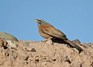 Saharan Prints: House Bunting (Emberiza striolata) adult male