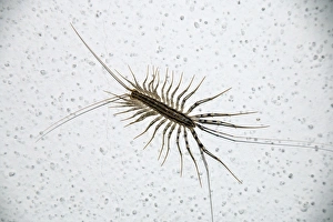 Legged Prints: House Centipede, Scutigera coleoptrata, Italy