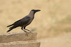 Madhya Pradesh Prints: House Crow (Corvus splendens) adult, perched on wall, Madhya Pradesh, India