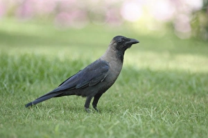 House Crow (Corvus splendens) adult, standing on grass, Goa, India, March