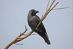 House Crow (Corvus splendens splendens) adult, perched on branch, Assam, India, february