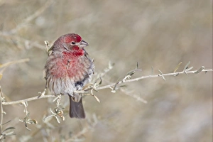 House Finch (Carpodacus mexicanus) adult male, perched on stem, Bosque del Apache National Wildlife Refuge, New Mexico, U. S. A. december