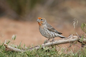 Finch Prints: House Finch (Carpodacus mexicanus) immature male