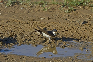 Martins Prints: House Martin collect mud for nest building
