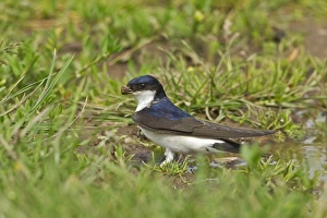 Gather Prints: House Martin (Delichon urbica) adult