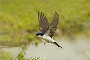 Gather Prints: House Martin (Delichon urbica) adult