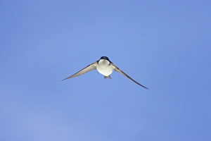 House Martin (Delichon urbica) adult, in flight, Hailuoto Island, Oulu, Finland