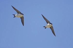 Martins Prints: House Martin (Delichon urbica) two adults, in flight, Hailuoto Island, Oulu, Finland