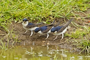 Gather Prints: House Martin (Delichon urbica) three adults