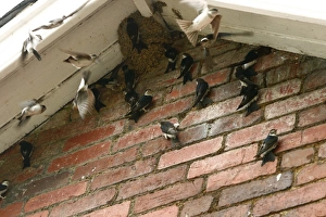 Martins Prints: House Martin (Delichon urbica) juveniles
