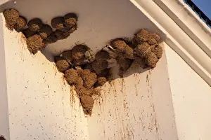 Sparrow Prints: House Martin nests on building, some occupied by House Sparrows
