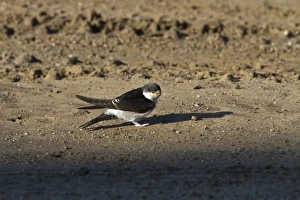 Martins Prints: House Martins collect mud for nest building