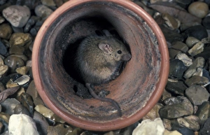 House Mouse in garden pot