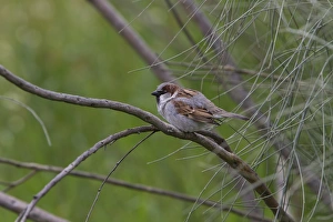 Sparrow Prints: House Sparrow Male