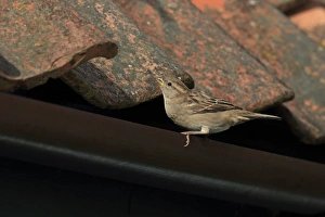 House Sparrow (Passer domesticus) adult female, perched on roof guttering, Norfolk, England, August