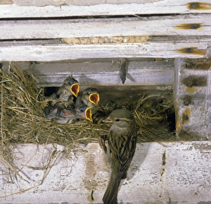 Begging Prints: House Sparrow (Passer domesticus) adult female