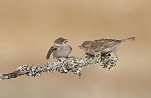 House Sparrow (Passer domesticus) adult female, showing aggression towards Eurasian Tree Sparrow (Passer montanus) juvenile, perched on twig, Northern Spain, july