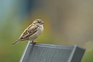 House Sparrow (Passer domesticus) adult female, perched on chair, Pensthorpe, Norfolk, England, november