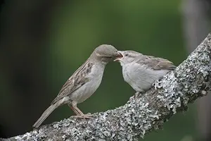 House Sparrow (Passer domesticus) adult female feeding young, perched on branch, Bulgaria, May