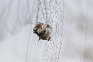 House Sparrow (Passer domesticus) adult male, caught in mist net during ringing survey, Suffolk, England, March