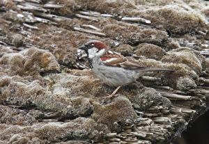 Mosses Prints: House Sparrow (Passer domesticus) adult male