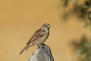 House Sparrow (Passer domesticus) adult male, perched on rock, Northern Spain, september