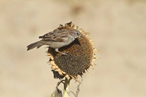 House Sparrow (Passer domesticus) adult male, feeding on sunflower seeds, Northern Spain, september