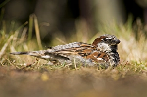 House Sparrow (Passer domesticus) adult male, dust-bathing, Elmley Marshes National Nature Reserve, North Kent Marshes