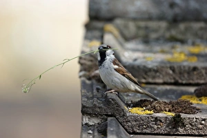 House Sparrow (Passer domesticus) adult male, with nest material in beak, perched on tiled roof, Warwickshire, England