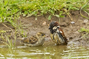 Sparrow Prints: House Sparrow (Passer domesticus) adult pair