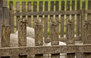 Sparrow Prints: House Sparrow (Passer domesticus) and Eurasian Tree Sparrow (Passer montanus) mixed flock